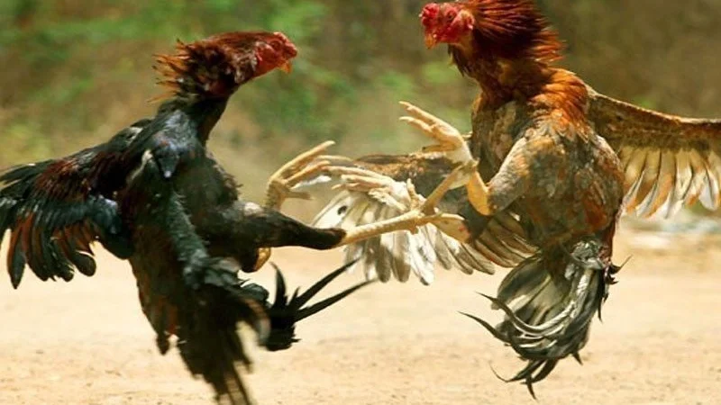Sabong Online Guide: Pinoy Cockfighting Culture, Digital Formats, and Legal Context on WINPH - Detailed Mechanics and Interface
