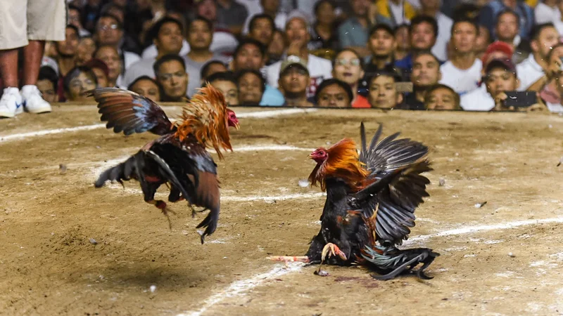 Sabong Online Guide: Pinoy Cockfighting Culture, Digital Formats, and Legal Context on WINPH
